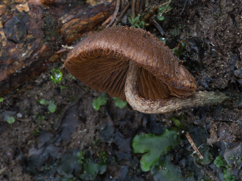 Inocybe calamistrata